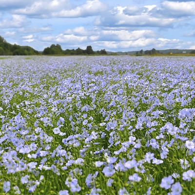Image of linen field - about linen - what is linen made of